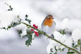 bird in snow